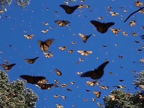 Butterflies, Gif, Blue