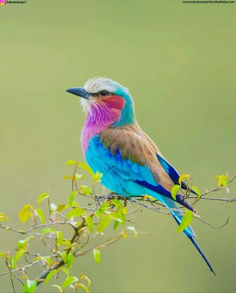 Lilac-breasted roller Picture:... - Nature And Animals | Facebook Roller Bird, Lilac Breasted Roller, Nature And Animals, Most Beautiful Birds, Rare Birds, Bird Artwork, Wildlife Nature, Bird Pictures, Exotic Birds