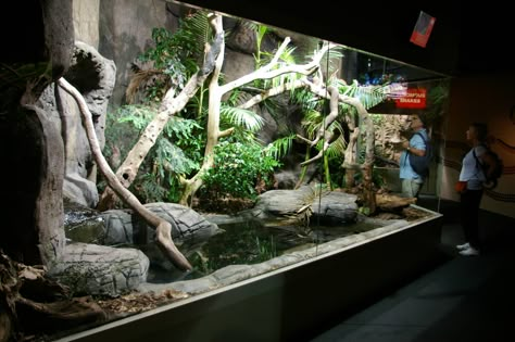 Aqua Room, Diy Reptile, Snake Terrarium, Reptile Zoo, Snake Enclosure, Frog Tank, Reptile House, Reptile Room, Reptile Terrarium