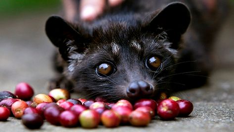 Kopi Luwak or civet coffee, the world's ... Asian Palm Civet, Kopi Luwak Coffee, Civet Coffee, Romeo Ve Juliet, Expensive Coffee, Coffea Arabica, What Cat, Pet Advice, Chinchillas