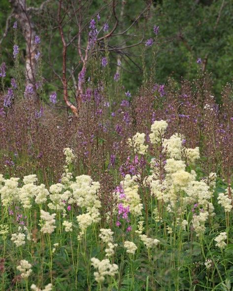 Oregon Grape, Cow Parsley, Wild Garlic, Earthship, Spring Beauty, Wild Food, Garden Bed, Edible Flowers, Garden Beds