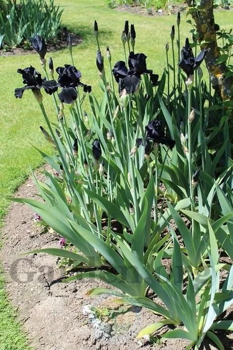 Black Bearded Iris, Spooky Garden, Dark Plants, Black Plants, Bush Garden, Goth Garden, Tall Bearded Iris, Backyard Plants, Gothic Garden