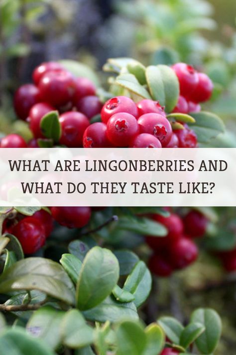 While the fruit leads an interesting life, its flavors have really stood the test of time and continue to impress. #lingonberries #berries #fruit #foodfacts Lingon Berry Recipes, Best Berries To Eat, Recipes With Lingonberry Jam, Swedish Berries, Lingonberry Cocktail, Keep Berries Fresh Longer, Lingonberry Recipes, Steak Tartare, Ikea Food