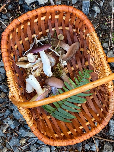 Hunting Aesthetic, Morel Mushroom Hunting, Wild Mushroom Recipes, Mushroom Identification, Hunting Videos, Fall Blanket, Morel Mushroom, Edible Mushrooms, Mushroom Hunting