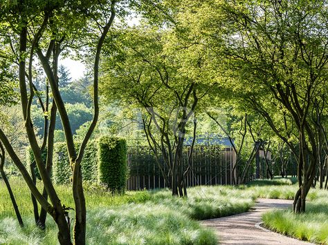 Enea landscape architecture | Project — Enea landscape architecture Fisher Island Miami, Fisher Island, Sunny Isles, Garden Landscape, Garden Trees, Private Garden, Plant Design, Outdoor Design, Phuket