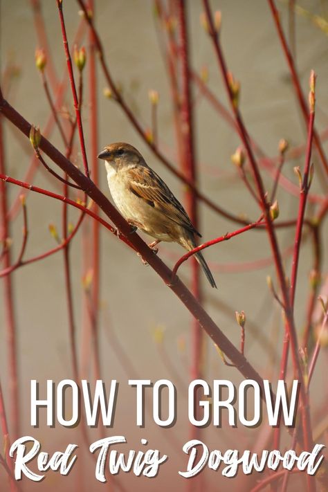 Red Stem Dogwood, Variegated Red Twig Dogwood, Arctic Fire Red Twig Dogwood, Bailey Red Twig Dogwood, Dogwood Bush Shrubs, Red Twig Dogwood Companion Plants, Red Twig Dogwood Shrub, Red Twig Dogwood Landscape, Dogwood Tree