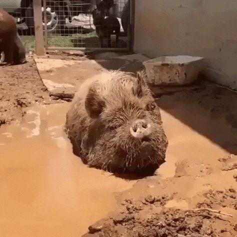 Pig In Mud GIF - Find & Share on GIPHY Pig Videos, Pig In Mud, Amazing Animal Pictures, Funny Pigs, Pet Pigs, Cute Animal Photos, Cool Pets, Lost Weight, Funny Animal Pictures