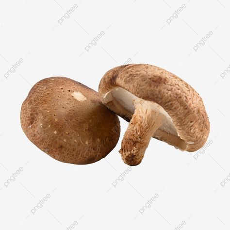 Mushroom Background, Mushroom Png, Shitake Mushrooms, Mushroom Clipart, Mushroom Pictures, Shiitake Mushrooms, White Mushrooms, Transparent Image, Latest Design Trends