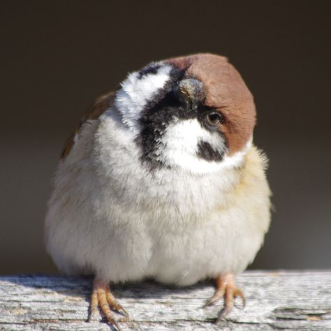 #sparrow Eurasian Tree Sparrow, Tree Sparrow, Finches Bird, House Sparrow, Sparrow Bird, Sparrows, Bird Pictures, Pretty Birds, Bird Photo