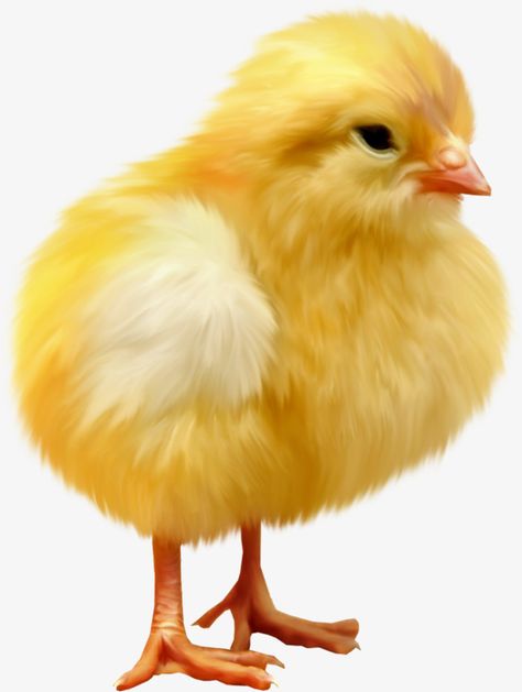 cute clipart,cute chick aberdeen,stuffed chicken aberdeen,chick aberdeen,chick,cute,aberdeen,stuffed,chicken,Cute clipart,plush clipart,chicks clipart,Aberdeen clipart,aberdeen clipart Pet Chickens Breeds, Chicken Aesthetic, Chicken Drawing, Day Old Chicks, Chicken Pictures, Beautiful Chickens, Baby Chickens, Easter Chick, Cute Chickens