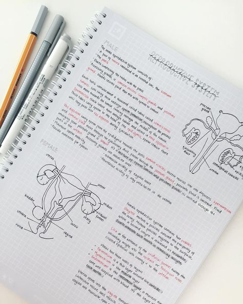 zoe studies signing out on Instagram: “Excuse the poorly drawn diagrams, but here some notes on the basics of the reproductive system. There’s so much information to remember for…” Studie Hacks, Note Ideas, College Notes, Medical School Studying, School Organization Notes, Science Notes, Biology Notes, Study Organization, Notes Organization