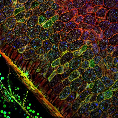 confocal microscopy of plant tissues Artful Photography, Confocal Microscopy, Small Structures, Nature Shapes, Animal Cells, Motifs Organiques, Nature Patterns, Microscopic Photography, Futuristic Space