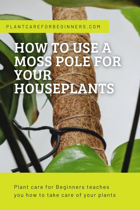 Miss Pole Plants, Indoor Orchids, Plant Care Guide, Moss Pole, Plant Ties, Plant Benefits, Plant Care Houseplant, Swiss Cheese Plant, Hanging Plants Indoor