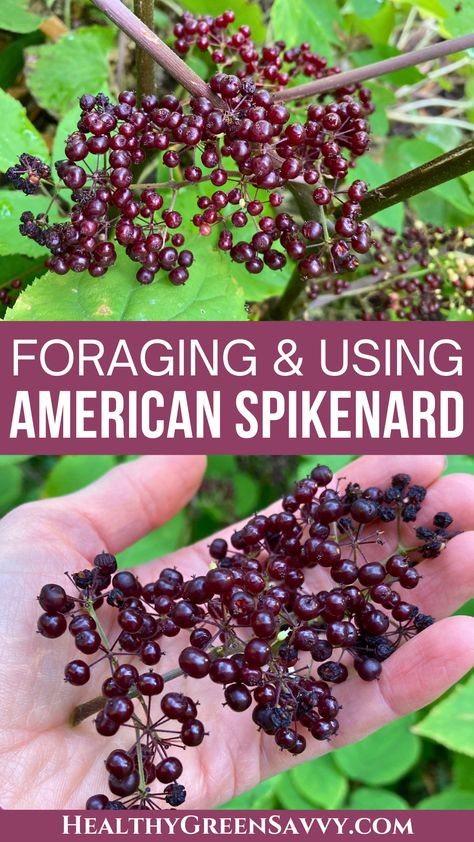 Looking for an unusual edible berry to forage or grow in your garden? American spikenard (Aralia racemosa) is a shade-tolerant plant that produces flavorful edible berries and roots used in traditional medicine. Here's what to know about identifying and foraging American spikenard. | plant identification | edible wild plants | foraging guides | medicinal plants | American spikenard uses | Arizona Foraging, Spikenard Plant, Aralia Racemosa, Herbal Living, Homemade Fruit Leather, Medicinal Wild Plants, Wild Foraging, Shade Tolerant Plants, Wild Food Foraging