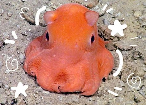 Results for quiz which sea creature are you? Dumbo Octopus Aesthetic, Octopus Oc, Octopus Aesthetic, Flapjack Octopus, Collage Sketchbook, Octopus Cute, Cool Sea Creatures, Weird Sea Creatures, Dumbo Octopus