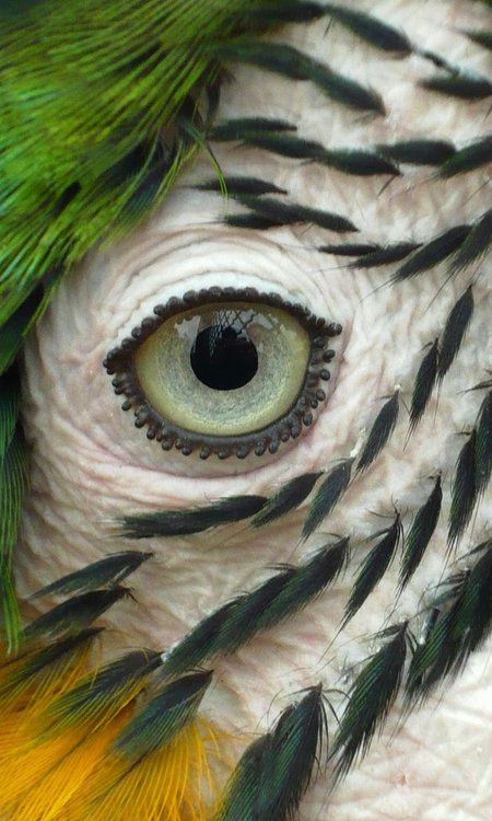 A parrots eye -- kinda cool and a wee bit creepy