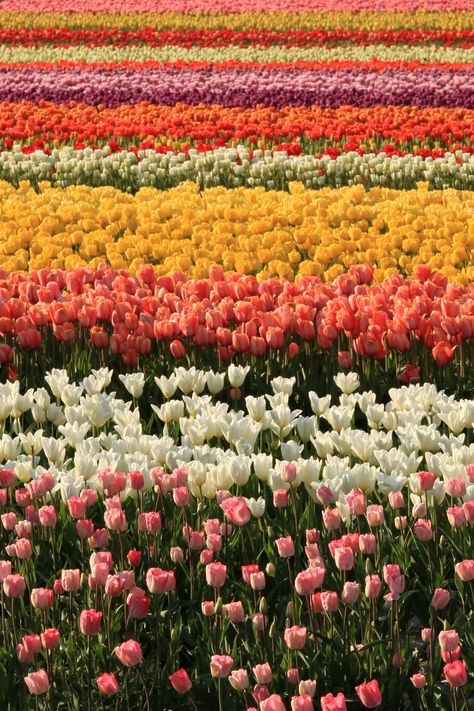 Skagit Valley Tulip Festival | Takeshi Sugimoto | Flickr Trippy Flowers, Tulip Fever, Field Of Tulips, Skagit Valley Tulip Festival, Seasonal Work, Skagit Valley, Flower Mix, Fields Of Flowers, Garden Party Birthday