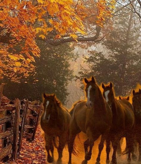 Love the lighting on this Mini Horses, Daughter Of Poseidon, Horse Paintings, Beautiful Horse Pictures, Farm Layout, Railroad Photos, Mini Horse, Hidden Treasure, Lord God