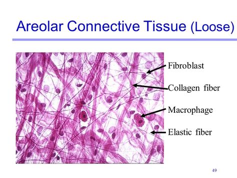 Areolar Connective Tissue, Skin Tightening Treatments, Mast Cell, Connective Tissue, Skin Tightening, Printed Shower Curtain, Slides, Skin