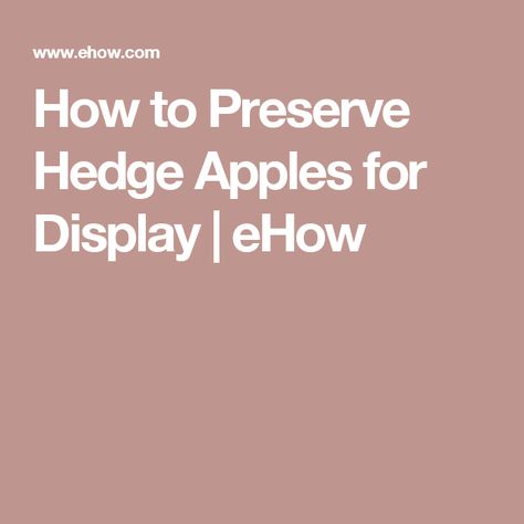 How to Preserve Hedge Apples for Display | eHow Hedge Apple Crafts, Hedge Apples Uses, Maclura Pomifera, Hedge Apples, Winter Pots, Women's Retreat, Country Party, Apple Craft, Winter Decorating