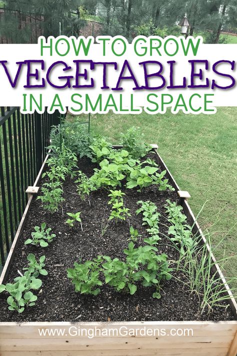 Are you wondering how to get the most out of your small space when it comes to vegetable gardening? Growing vertically, utilizing containers, and carefully selecting the best vegetables for your space are all great ways to make the most of your small space vegetable garden. Read on for more information about the tips and tricks for vegetable gardening success in limited garden spaces. Tiny Veggie Garden, Tiny Vegetable Garden, Small Space Vegetable Garden, Deck Railing Planters, Best Vegetables, Small Vegetable Gardens, Small Front Yard, Growing Cucumbers, Garden Plots