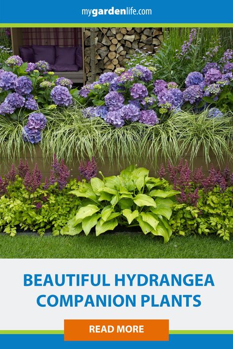 Hydrangea Layered Garden, Hydrangea Pictures Photography, Hydrangea Border Design, Hydrangea Combinations, Companion Plants For Hydrangeas, Hydrangea Shade Garden, Blue Hydrangea Garden, Front Yard Hydrangea, What To Plant With Hydrangeas