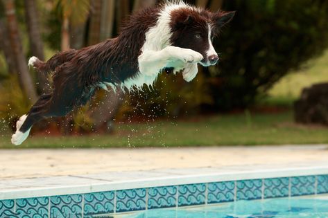 https://flic.kr/p/WBpXkS | Tico | My brother's border collie diving in the swimming pool Real Dog, Herding Dogs, Border Collie Dog, Loyal Friends, Dog People, Border Collies, Cat Paws, My Brother, Border Collie