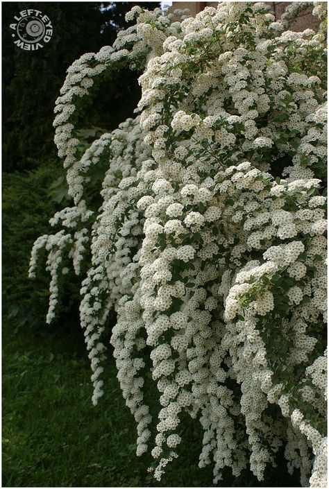 "Van Houtte" Spiraea!  Several varities so check your zone to see which works best for your area.  Many are zones 3 - 7 and some I've found are zones 4 - 8 White Spirea, Bridal Wreath, Lavender Garden, Garden Shrubs, Moon Garden, White Gardens, Perennial Garden, Garden Cottage, Wedding Veil