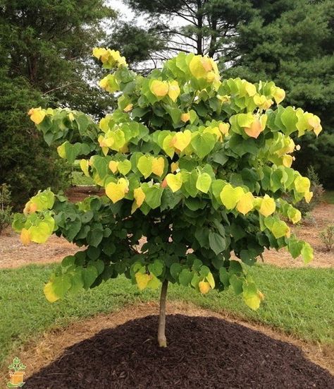 Rising Sun™ Redbud Tree Rising Sun Redbud Tree, Rising Sun Redbud, Redbud Trees, Purple Spring Flowers, Red Dogwood, Redbud Tree, American Garden, Garden Flower Beds, Ornamental Trees