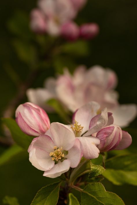 Apple Blossom Flowers, #Apple, #Flowers, #Blossom Apple Blossom Flower, Blossom Wallpaper, Apple Flowers, Best Wallpaper Hd, Embrace Nature, Best Wallpaper, Flowers Spring, Spring Blooms, Abstract Photos