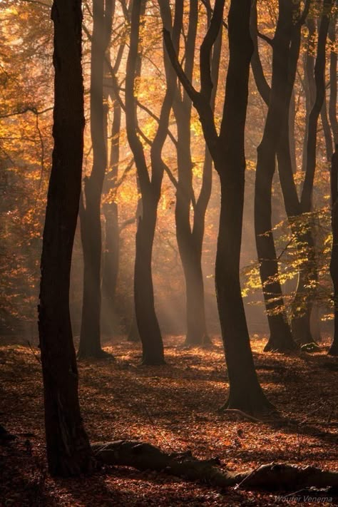 Autumn Sunrise, Image Nature, Mystical Forest, Trending Pins, Autumn Scenes, Autumn Scenery, Fall Pictures, Autumn Forest, Sun Rays