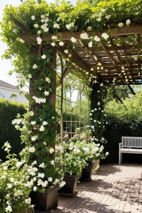 10 Best Climbing Vines For Full And Direct Sun Star Jasmine On Pergola, Climbing Plants On Pergola, Pergola With Flowers, Pergola Climbing Plants, Porch Beams, School Landscape, Reading Garden, We Bought A House, Columnar Trees