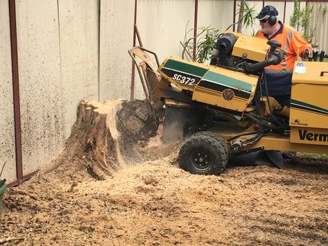 Our professional stump grinding services offer complete tree stump removal like it was never there. Unsightly stumps can attract termites, create a trip hazard or regrow contact us for stump grinding Gold Coast prefer. Free quotes! #treestump #goldcoaststumpgrinding #stumpremovalservice Grinding Quotes, Stump Out, Tree Stump Removal, Stump Grinding, Stump Grinder, Stump Removal, North Sydney, Tree Service, Tree Care