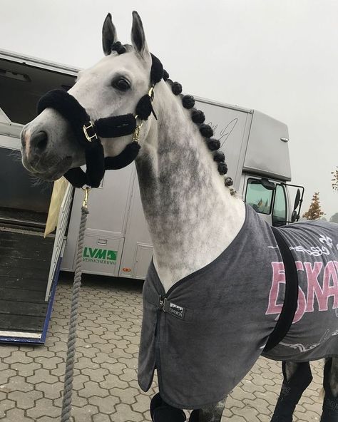 Dapple Grey Horses, Horse Riding Aesthetic, Show Jumping Horses, Cute Horse Pictures, Equestrian Aesthetic, Horses Equestrian, Funny Horses, Horse Aesthetic, Most Beautiful Horses