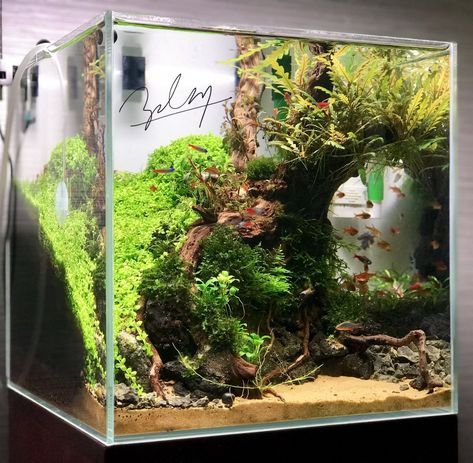 30cm Cube Aquascape, Cube Fish Tank Ideas, Cube Fish Tank, Cube Tank Aquascape, Cube Aquarium Aquascape, Cube Aquascape, Cube Aquarium, Aquascape Ideas, Biotope Aquarium