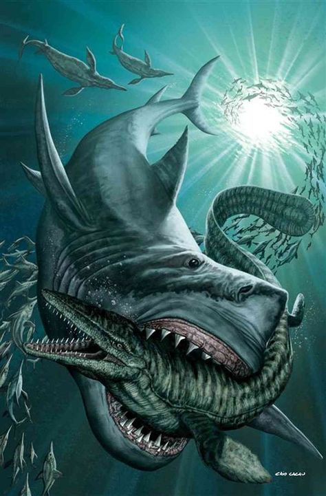 Prehistoric Sharks, Hai Tattoo, Types Of Sharks, Shark Pictures, Megalodon Shark, Shark Art, Prehistoric World, Shark Tattoos, Extinct Animals