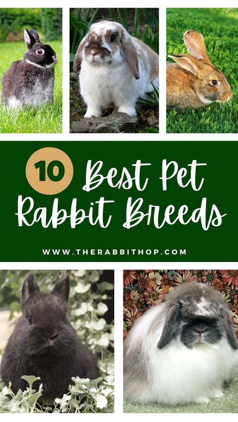 Pet Rabbits, Pet Bunny Rabbits, Rabbit Breeds, Pet Bunny, Pet Rabbit, Be The Best, Bunny Rabbit, Easter Decorations, Rabbits