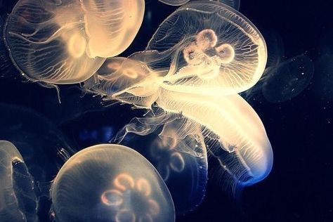 Jellyfish Hd Wallpapers Laptop, Jellyfish Twt Header, Jellyfish Medium Widget, Jellyfish Macbook Wallpaper, Jellyfish Laptop Wallpaper 4k, Jellyfish Laptop Wallpaper, Jellyfish Wallpaper Desktop, Everything Is Blue, Real Mermaids