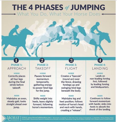 The 4 phases of jumping Horse Jumping Exercises, Jumping Exercises, Equestrian Jumping, Riding Exercises, Horse Shirts, Horse Lessons, Horse Exercises, Horse Facts, Horse Riding Tips