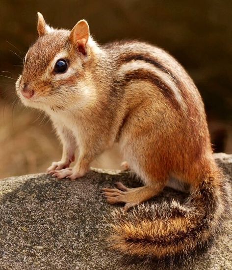 Eastern Chipmunk, Tiny Baby Animals, Cute Squirrel, Animal Control, Animal Facts, Cute Wild Animals, Woodland Creatures, Pics Art, Chipmunks