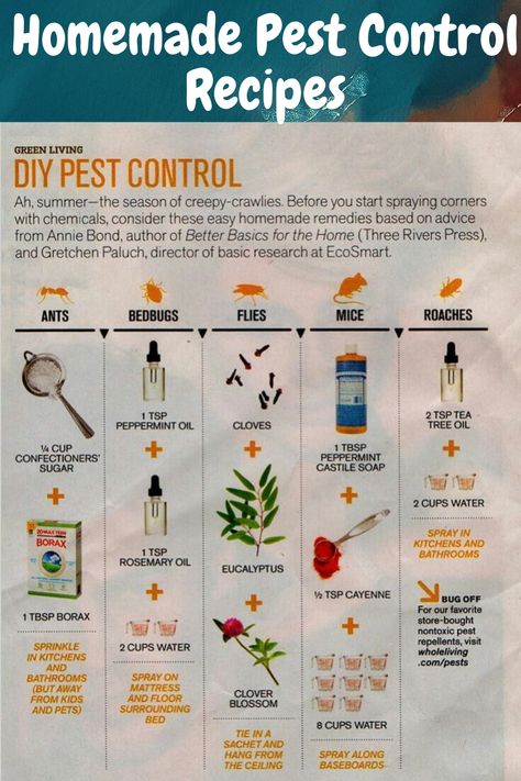 Pest Repellent Diy, Diy Bug Spray For House, Homemade Spider Repellent, Mosquito Yard Spray Homemade, Diy Mouse Repellent Homemade, Mosquito Repellent Spray Diy, Homemade Mouse Repellent, Mosquito Spray For Yard, Natural Insect Repellent For Home