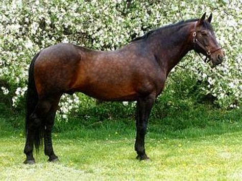 Cleveland Bay horse (warmblood) Cleveland Bay, Suffolk Punch, Horse Coat Colors, Bay Horse, Horse World, Chestnut Horse, Draft Horses, Rare Breed, Horses For Sale