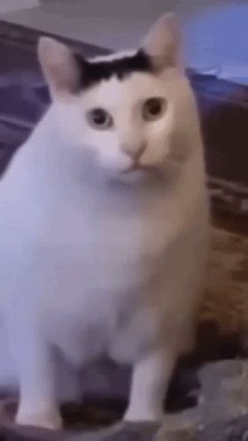 Huh Cat, What Cat, Cat Meme, Gif Pictures, Star Logo, Cat Gif, White Cat, Cat Pics, Cat Memes