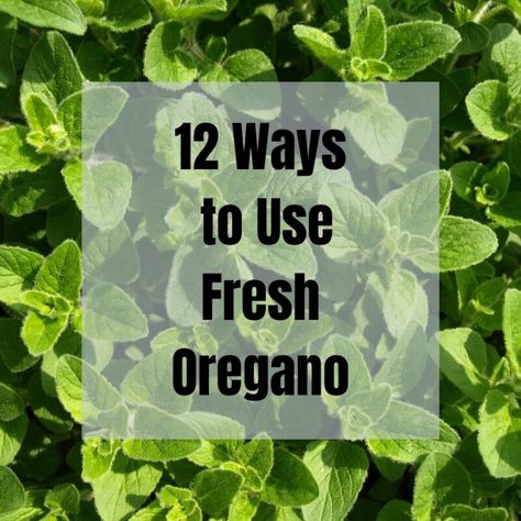 Do you have an abundance of oregano from your garden to use up? Here are 12 easy ways to use fresh oregano so that none goes to waste. Uses For Fresh Oregano, Using Fresh Oregano, Cooking With Fresh Oregano, Preserving Fresh Oregano, Ways To Use Fresh Oregano, What To Do With Fresh Oregano, Italian Oregano Plant, Recipes Using Fresh Oregano, Oregano Recipes Fresh