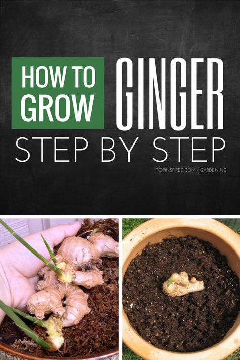 Grow Ginger Indoors, Plants Ideas Indoor, Mini Orchard, Growing Ginger Indoors, Regrow Vegetables, Growing Ginger, Indoor Vegetables, Ginger Plant, Indoor Grow