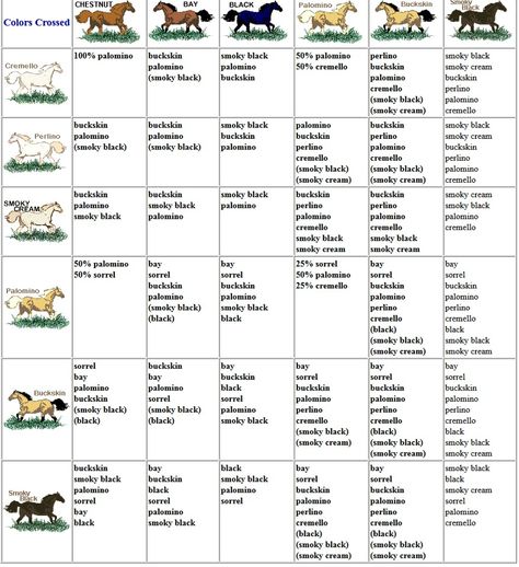 Color chart Horse Coat Colors Chart, Animal Genetics, Horse Genetics, Perlino Horse, Horse Color Chart, Animal Markings, Miniature Ponies, Horse Coat Colors, Horse Facts