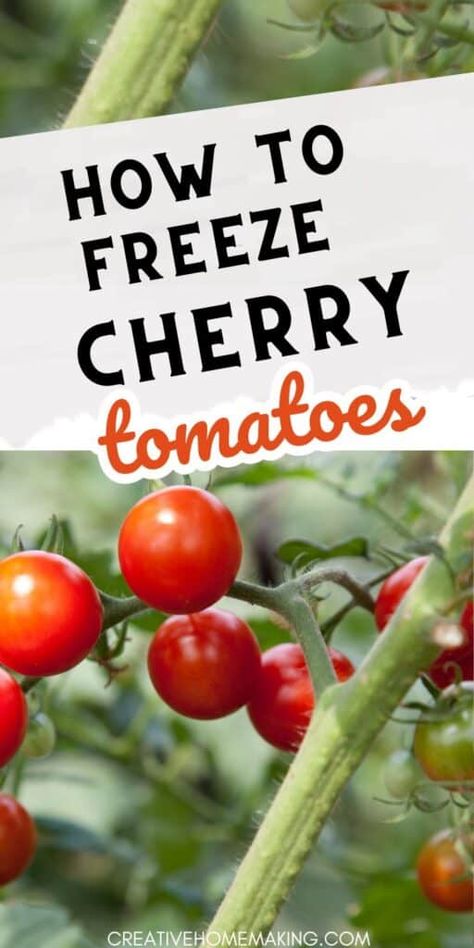 Preserve the fresh flavors of summer with our guide to freezing cherry tomatoes. Learn simple techniques to store these vibrant gems for future use in sauces, soups, and more. Join us in savoring the taste of summer all year round! Can You Freeze Grapes, How To Store Cherries, Freezing Cherry Tomatoes, Freeze Dried Food Storage, Freezing Tomatoes, Favorite Casserole Recipes, Preserving Tomatoes, Cherry Tomato Recipes, Home Canning Recipes