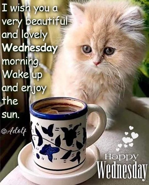 Wednesday Prayers, Wednesday Cat, Morning Funnies, Good Morning Dog, Wednesday Pictures, Happy Wednesday Pictures, Grandma Era, Wednesday Prayer, Wednesday Coffee