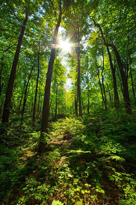 https://flic.kr/p/ycjFWY | Into The Woods | "Into The Woods" Wisconsin Horizons By Phil Koch. Lives in Milwaukee, Wisconsin, USA. phil-koch.artistwebsites.com Sibling Photo Shoots, Pictures Of Animals, Colorful Nature, Forest Spirit, Tree Photography, Milwaukee Wisconsin, Forest Photography, Into The Woods, Forest Landscape