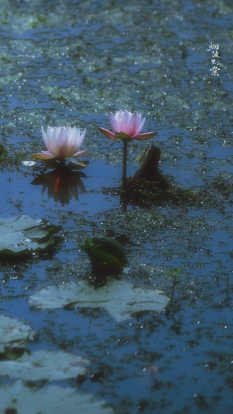 Flowers And Water Wallpaper, Water Lily Wallpaper Iphone, Buddah Aestethic, Flower Rain Wallpaper, Lotus Wallpaper Iphone, Lotus Wallpaper Aesthetic, Waterlily Wallpaper, Water Lily Wallpaper, Lotus Flower Wallpaper